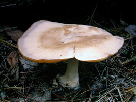 Clitocybe gigantea